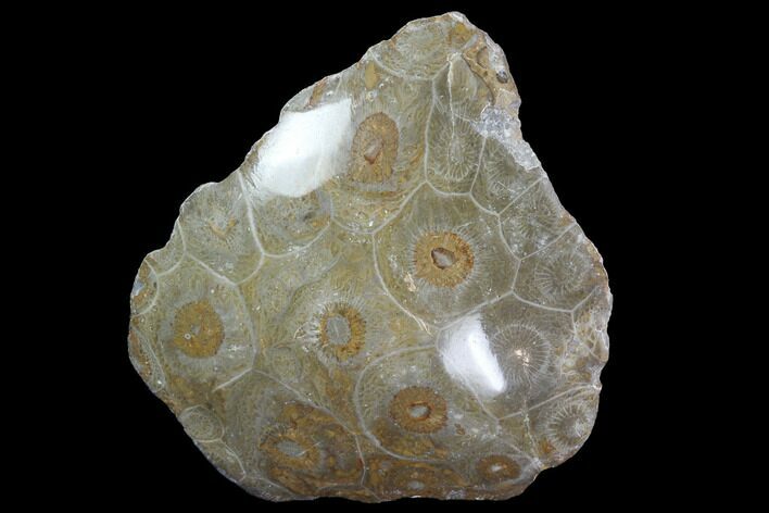 Polished Fossil Coral (Actinocyathus) - Morocco #100645